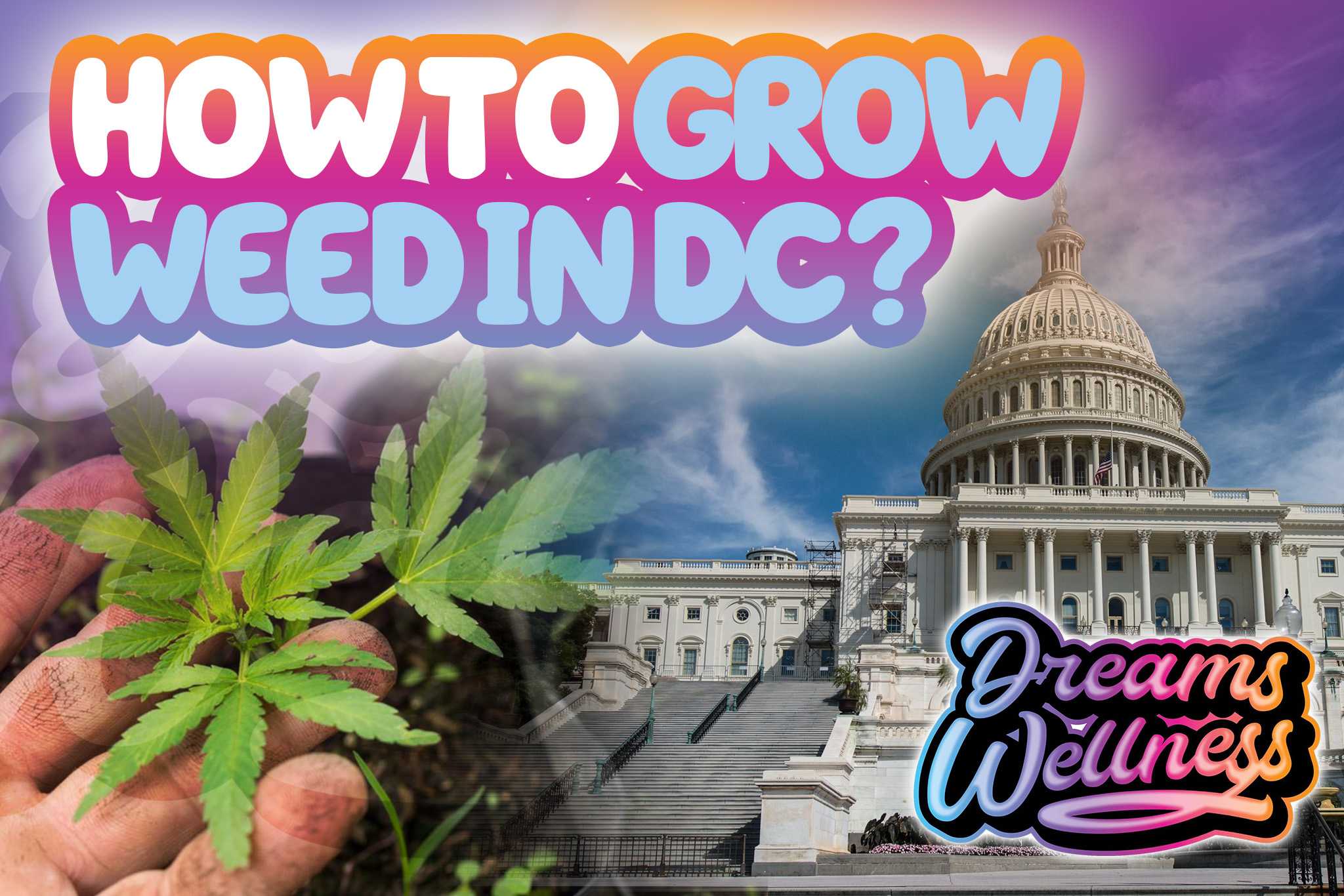 How To Grow Weed In DC? 