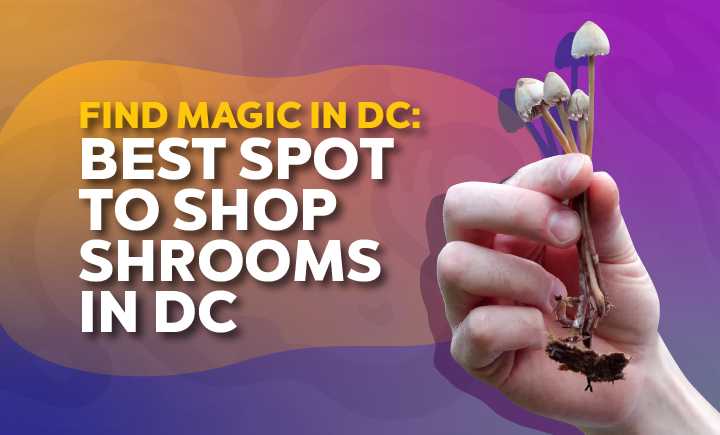 Find the Magic in DC: Best Spot To Shop Shrooms in DC